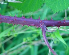 Rubus hindii