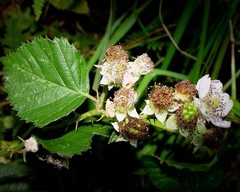 Rubus hindii