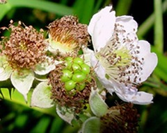 Rubus hindii