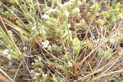 Pimelea prostrata