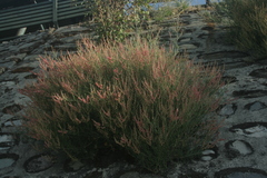 Rumex hastatus