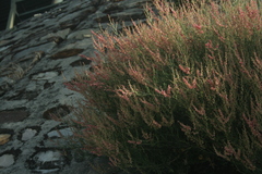 Rumex hastatus