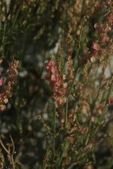 Rumex hastatus