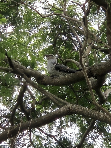 Channel-billed Cuckoo (Scythrops novaehollandiae), photo 7