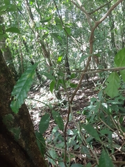 Dilleniaceae