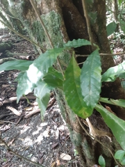 Dilleniaceae
