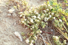Pimelea prostrata