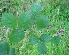 Rubus hindii