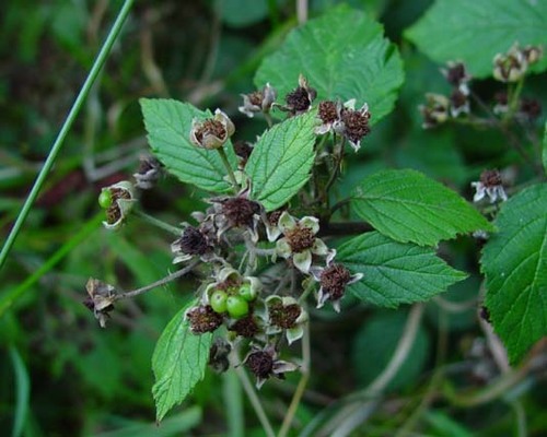 Hind's Bramble (Rubus hindii)
