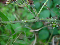 Rubus hindii