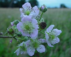 Rubus hindii