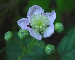 Rubus hindii