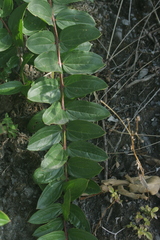 Magnoliopsida