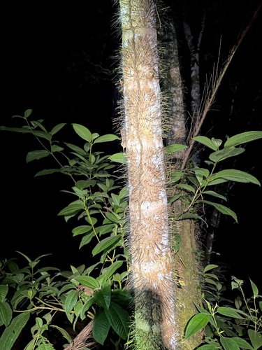 Astrocaryum standleyanum, photograph 5