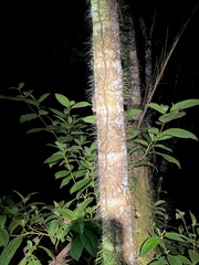 Astrocaryum standleyanum, photograph (c) Matt Felperin, some rights reserved (CC BY)