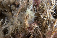 Dwarf Ascidian photo 2