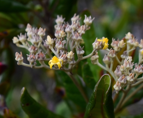 Argophyllum grunowii