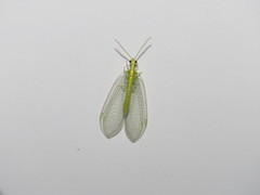 Myiodactylinae