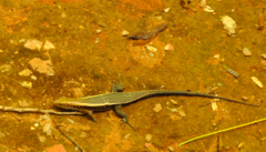 Zonosaurus laticaudatus