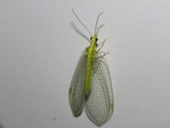 Myiodactylinae