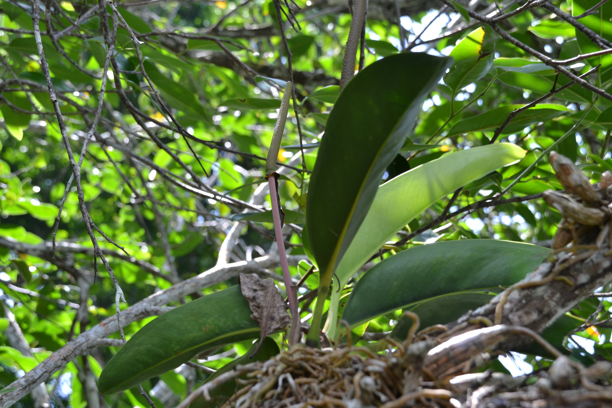 Anthurium paludosum 3