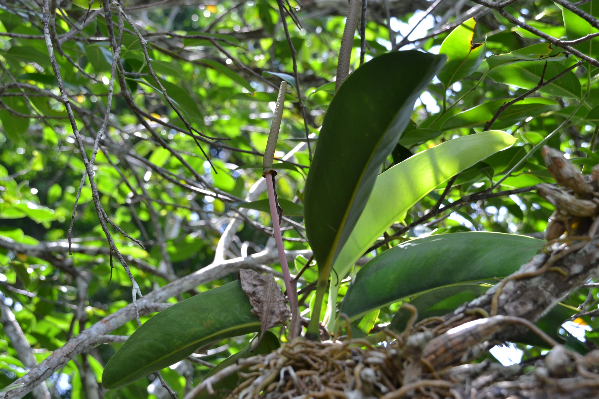 Anthurium paludosum 4