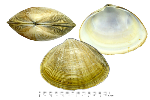 Sunray Surfclam