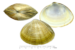Mactra chinensis