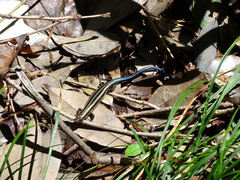 Plestiodon finitimus