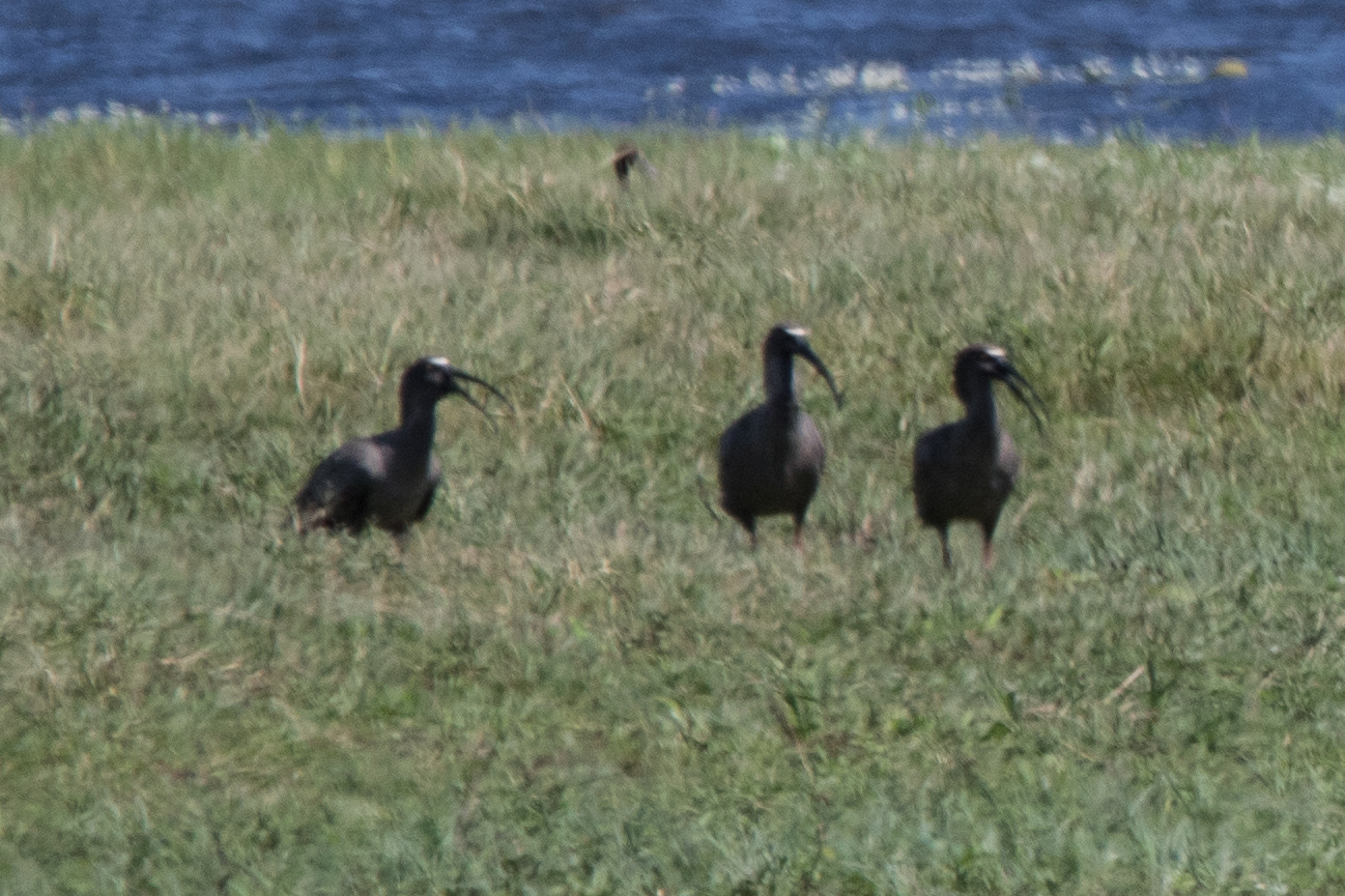Plumbeous Ibis (Theristicus caerulescens), photo 2