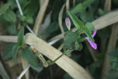 Acanthaceae