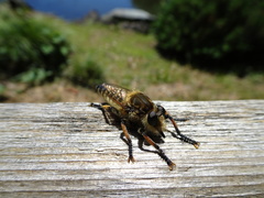 Promachus yesonicus