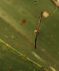 Eugubinus reticolus