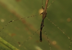 Eugubinus reticolus
