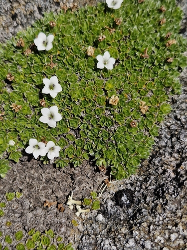 Veronica ciliolata