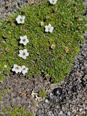 Veronica ciliolata