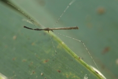 Eugubinus reticolus