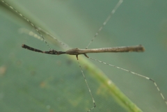 Eugubinus reticolus