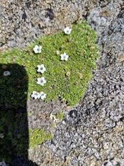 (c) Irisa Hudson, some rights reserved (CC BY) Veronica ciliolata, photograph (c) Irisa Hudson, some rights reserved (CC BY)