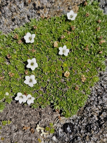 Veronica ciliolata, photograph 3