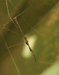 Eugubinus reticolus