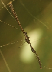 Eugubinus reticolus