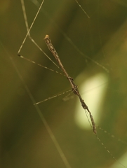 Eugubinus reticolus