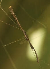 Eugubinus reticolus