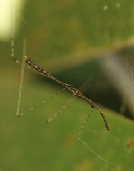 Eugubinus reticolus