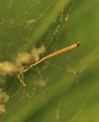 Eugubinus reticolus