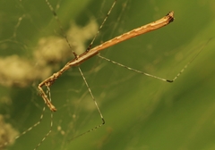 Eugubinus reticolus