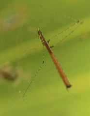 Eugubinus reticolus