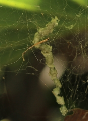 Eugubinus reticolus