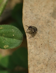 Harmochirus exaggeratus